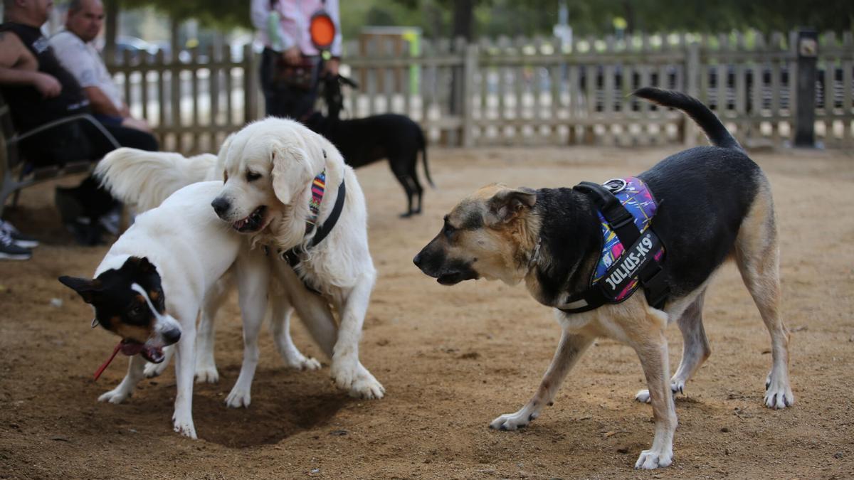 Una área de perros en un parque del área metropolitana de Barcelona.