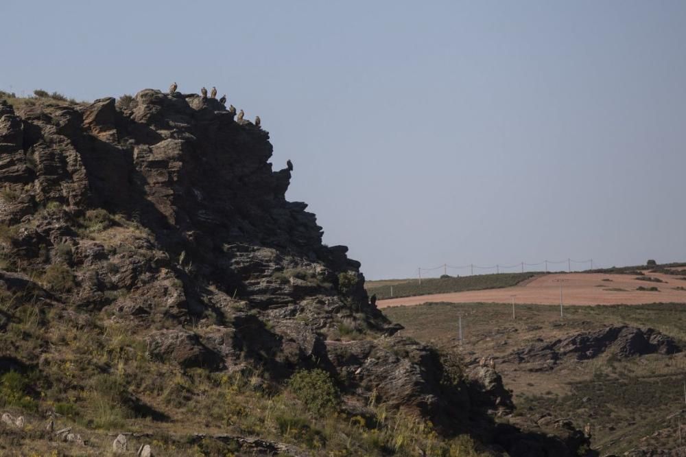 Buitres al acecho en Almaraz