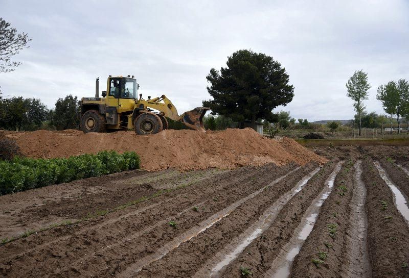 Impresionantes imágenes de la crecida del rio en Gelsa, Pinta y Quinto de Ebro