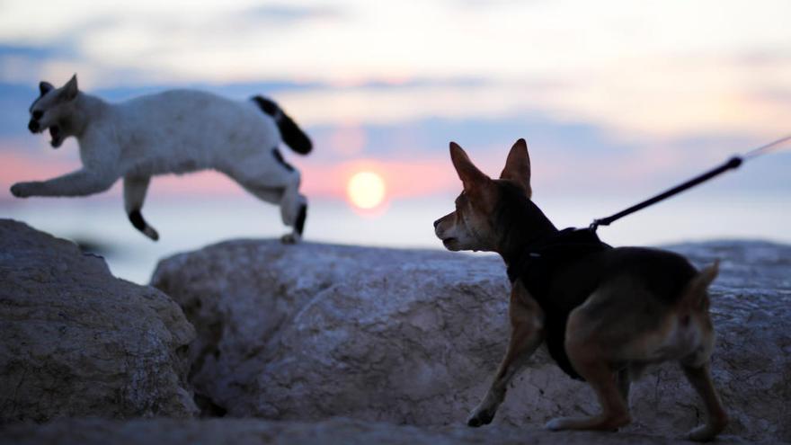 Un perro persiguiendo a un gato.