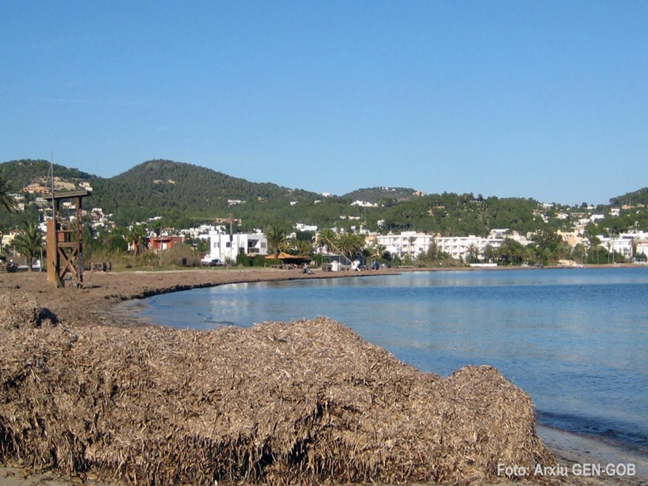 Galería de imágenes de la posidonia de la bahía de Talamanca