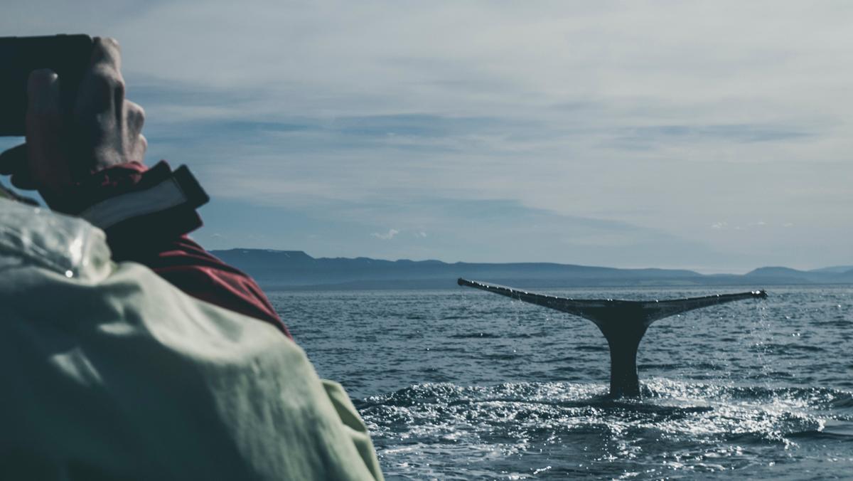 La mejor época para el avistamiento de ballenas en Husavik es de mayo a septiembre