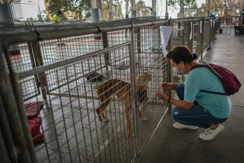 Volcán en Canarias: recogida de animales afectados por la erupción