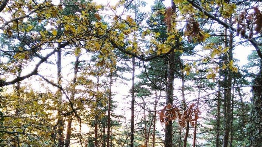 Experts estudien l’estrès hídric dels boscos per millorar la gestió forestal