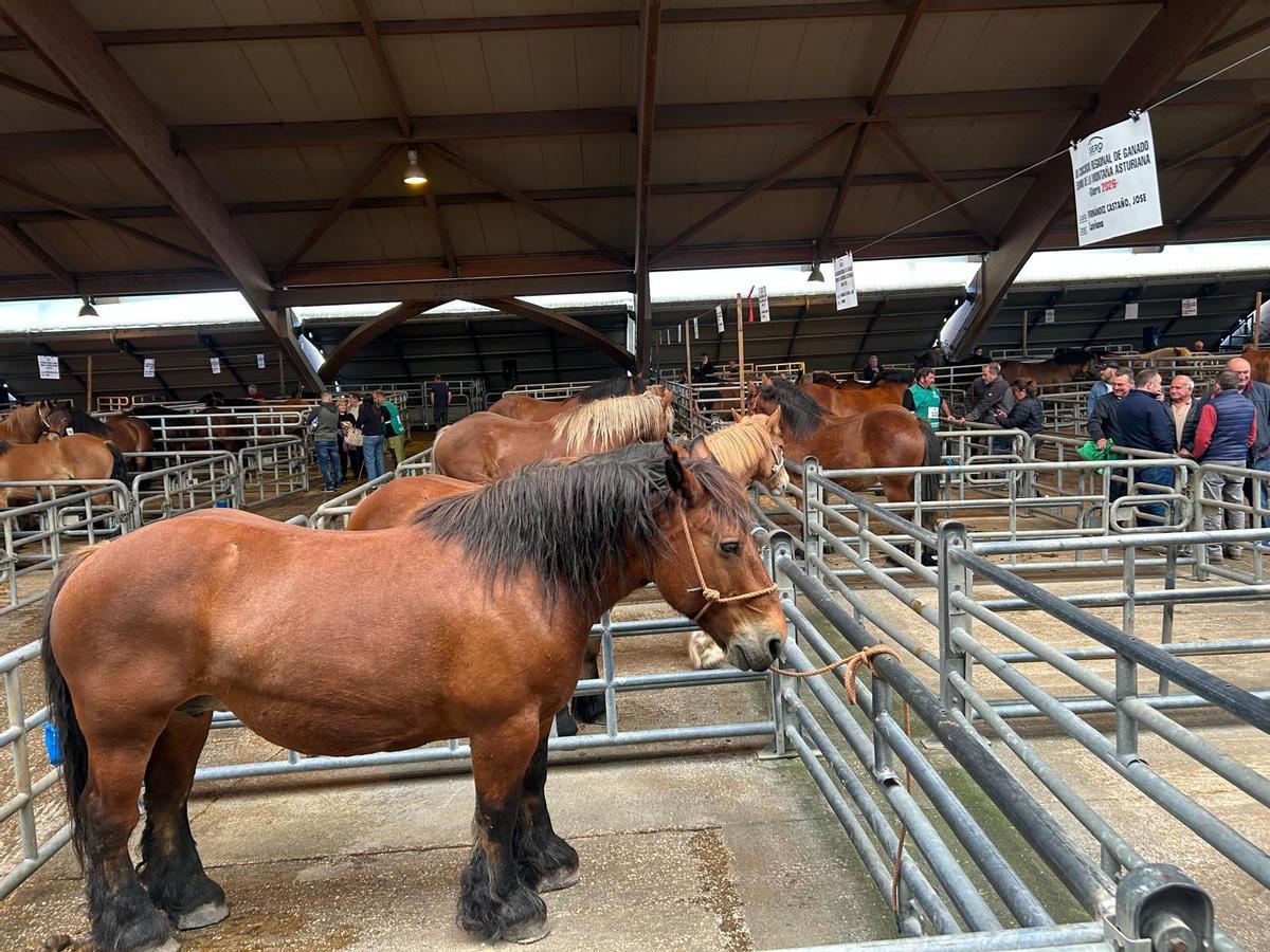EN IMÁGENES: Concurso de Ganado Equino de la Montaña Asturiana en Pola de Siero EN IMÁGENES: Concurso de Ganado Equino de la Montaña Asturiana en Pola de Siero