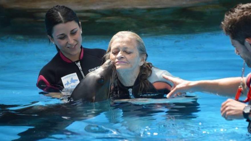 Un instante de las terapias que se llevan a cabo en Río Safari Elche con los leones marinos.