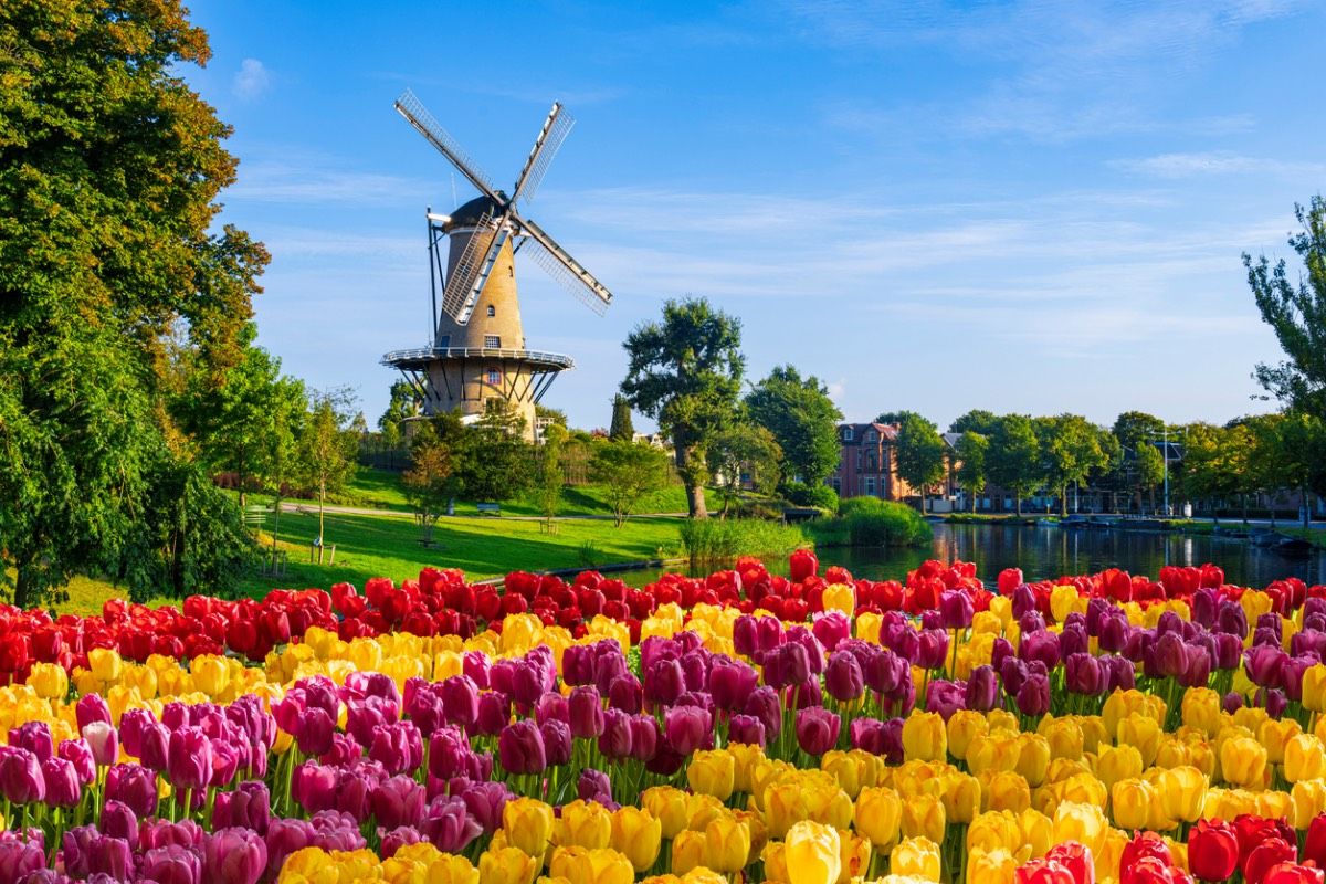 Los coloridos tulipanes de Ámsterdam en primavera