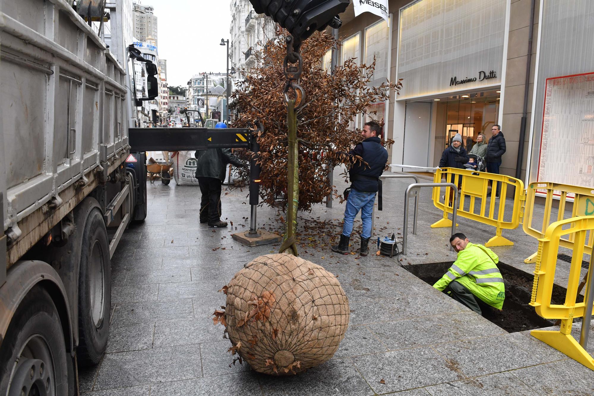 Árboles para peatonalizar calle Compostela