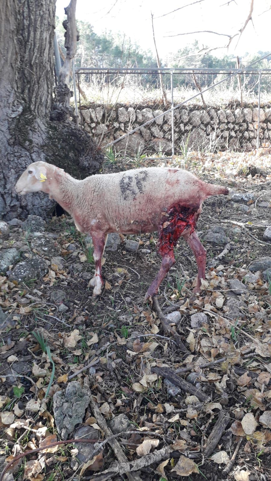 Fotos | Así ha sido el ataque de un perro a ovejas de la finca de Son Palou de Orient