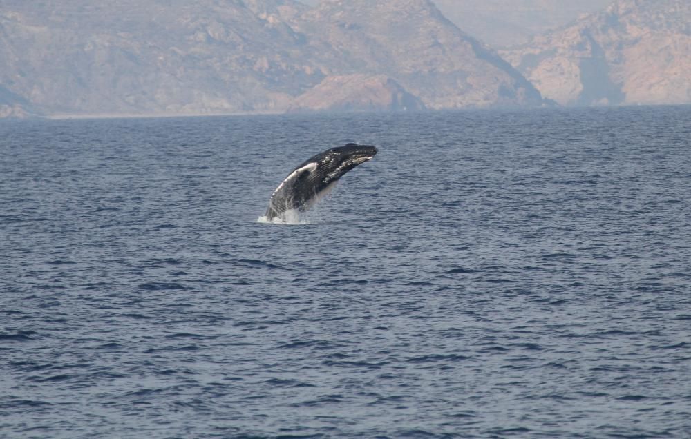 El espectacular avistamiento de rorcuales, ballenas jorobadas y zifios en aguas de la Región