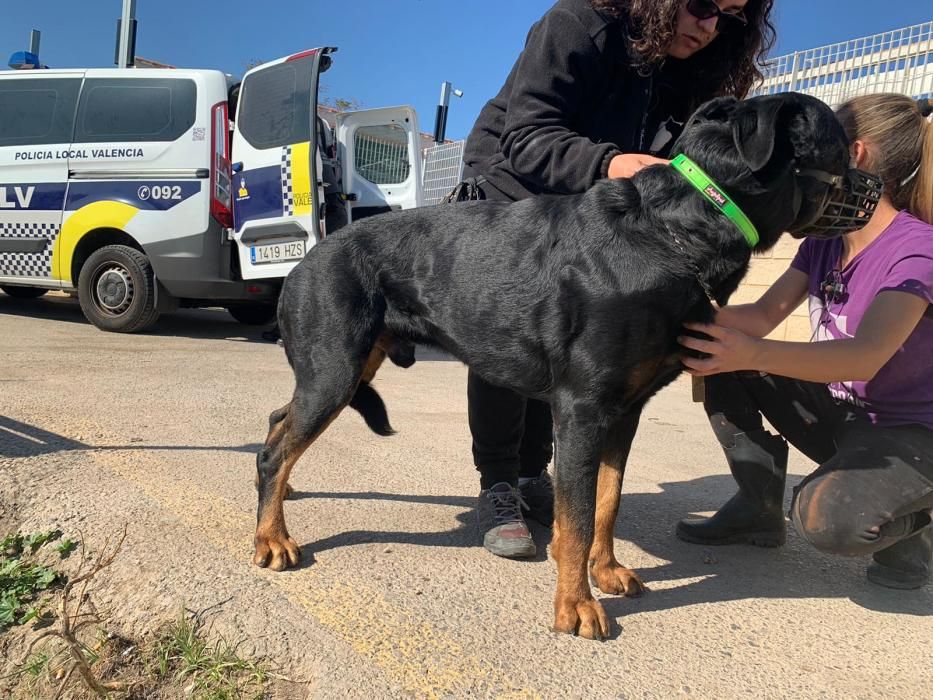 Encuentran en un robo con violencia a varios perros sustraídos