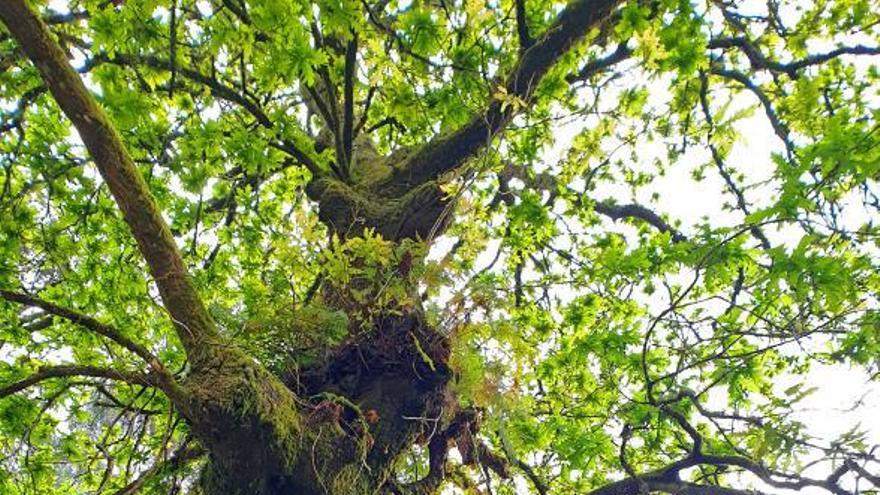 EL ÁRBOL DE LA CIENCIA