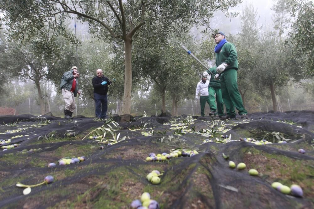 Vareando olivos en el interior de Galicia