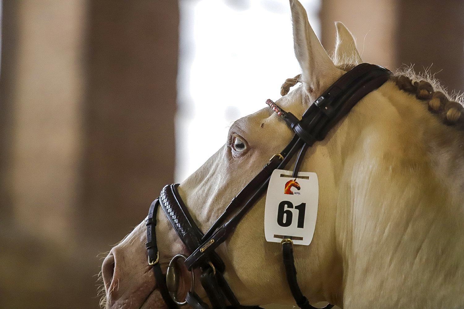 Campeonato de Europa del Caballo Lusitano