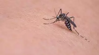 Estos son los productos para luchar contra los mosquitos según OCU