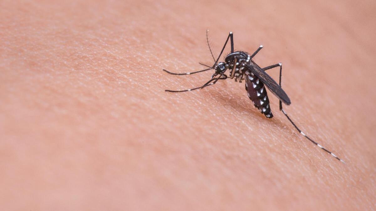 Picadura mosquitos: ¿Funcionan los productos para luchar contra los  mosquitos? No, todos, según OCU