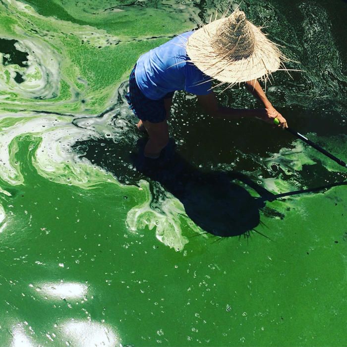 Cultivo de cianobacterias en la granja de espirulina que ha empezado a funcionar este año en Sant Joan.