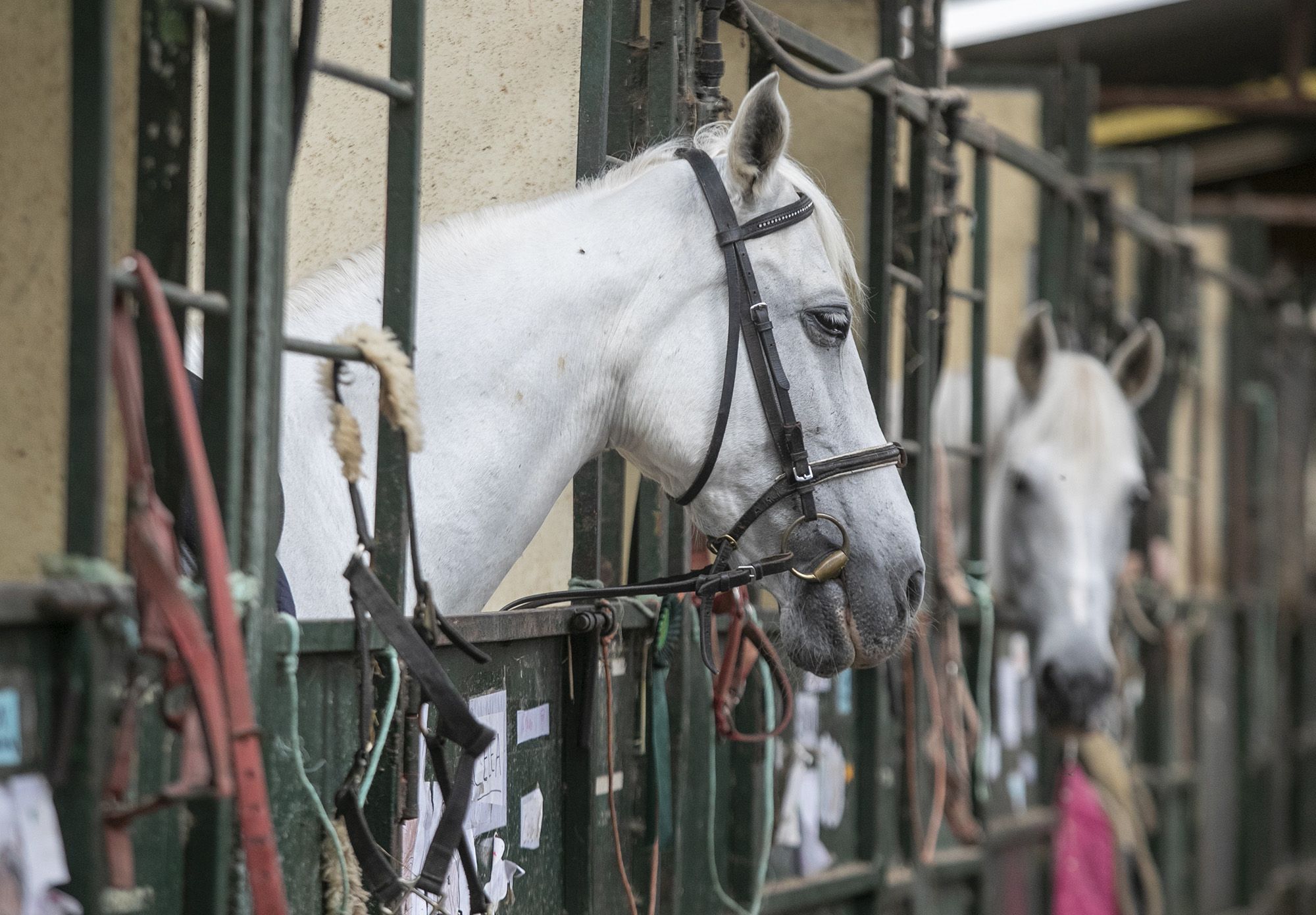 Caballos del Club Alazán