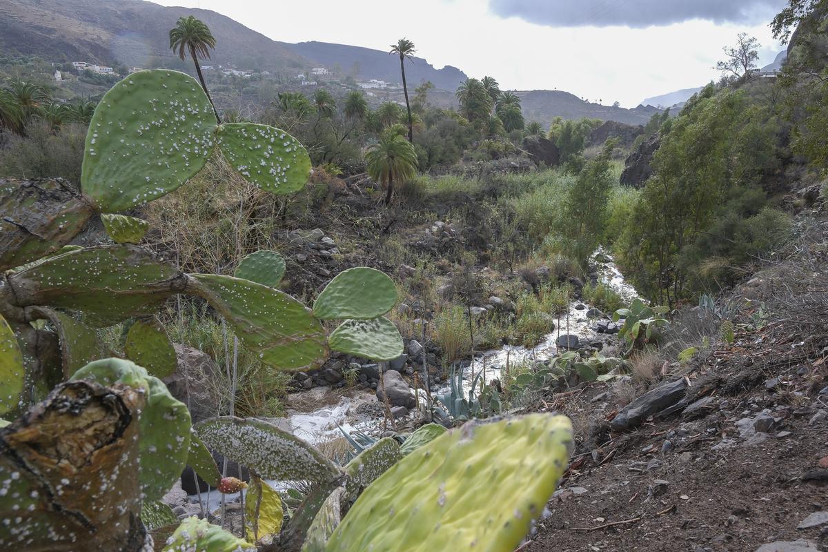 Agua en el Barranco de Tirajana al paso por Rosiana