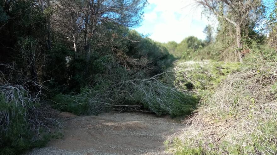 Els actes vandàlics a Vilademuls continuen amb la tala de divuit arbres més