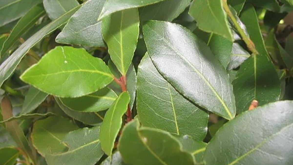Llorer (Laurus nobilis).