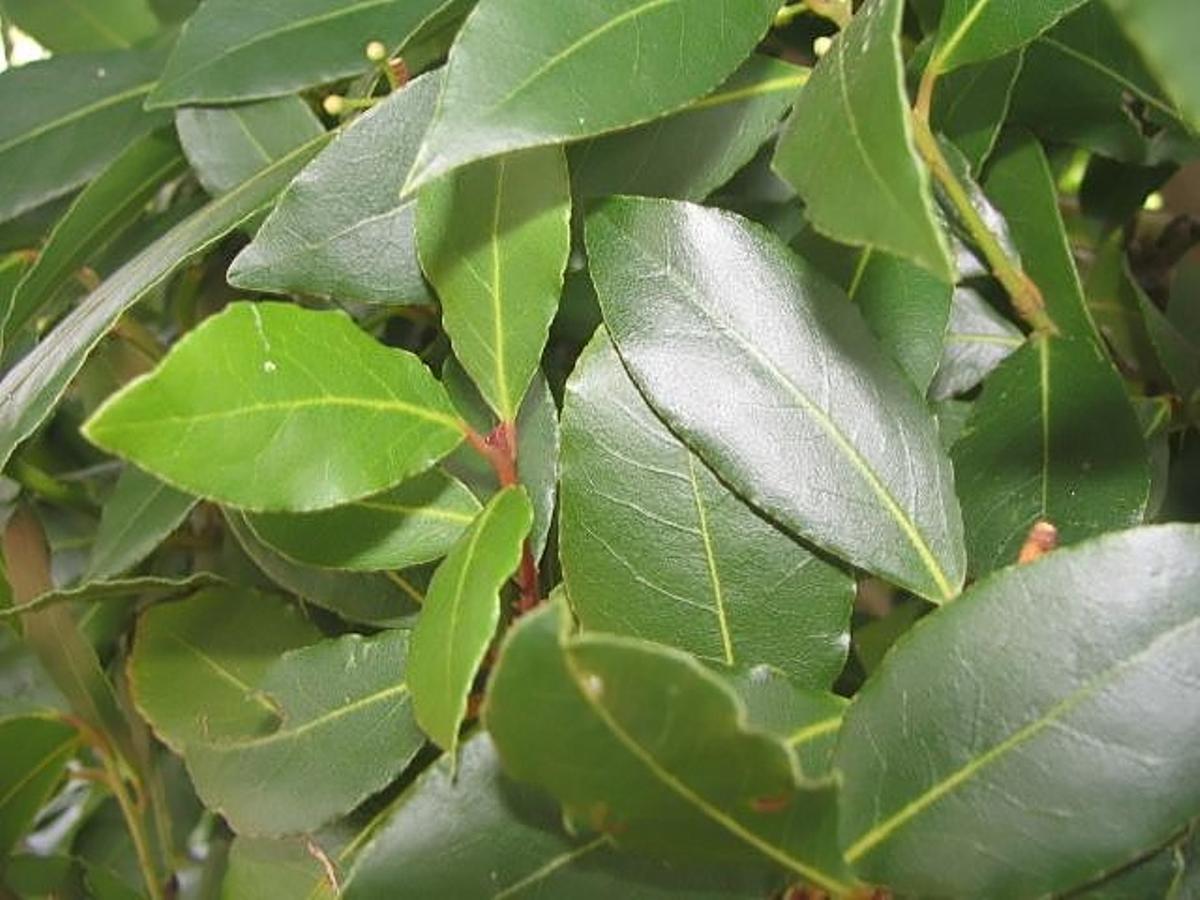 Llorer (Laurus nobilis) 3zz