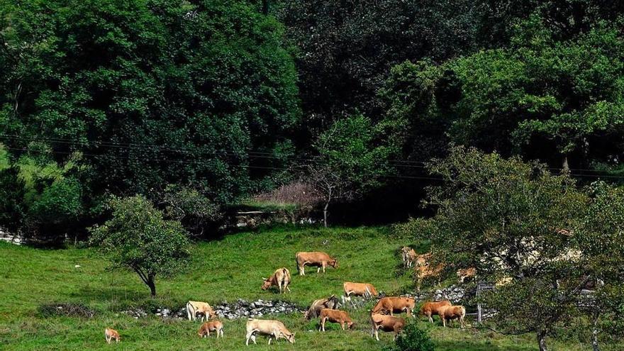 Ganado pastando en una finca en Morcín.