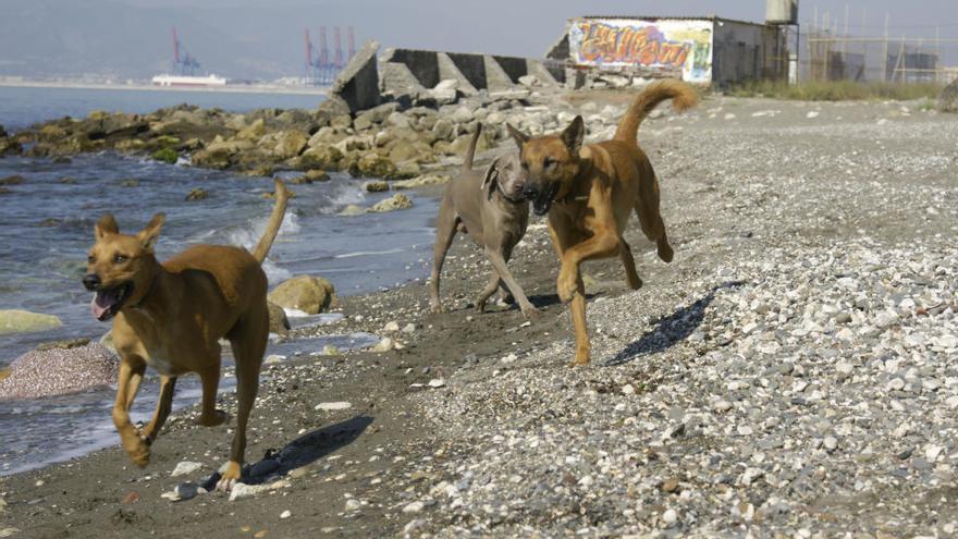 Los perros tendrán dos playas para campar a sus anchas en Marbella.