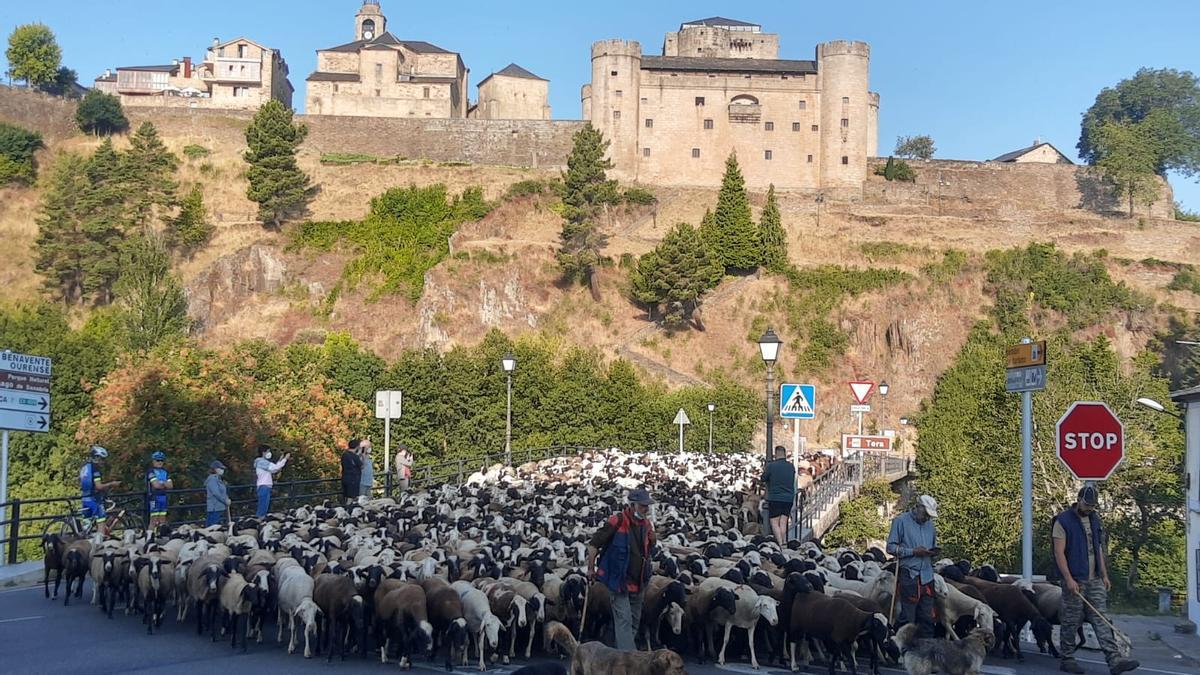 El rebaño pasa junto al emblemático castillo de Puebla de Sanabria