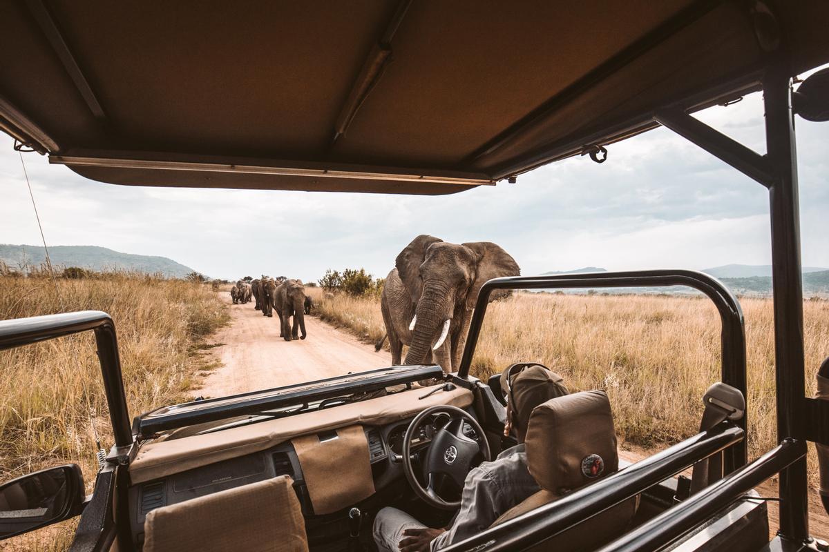 Vive un safari en África