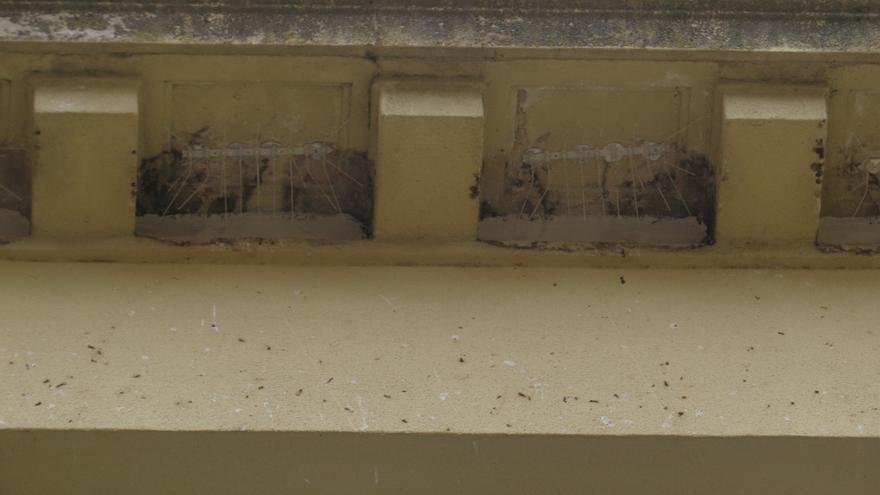 Púas colocadas para impedir la reconstrucción de los nidos