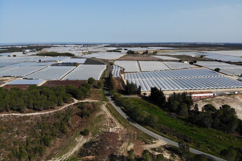 Vista área de una finca de regadios en Doñana, en una imagen de archivo.