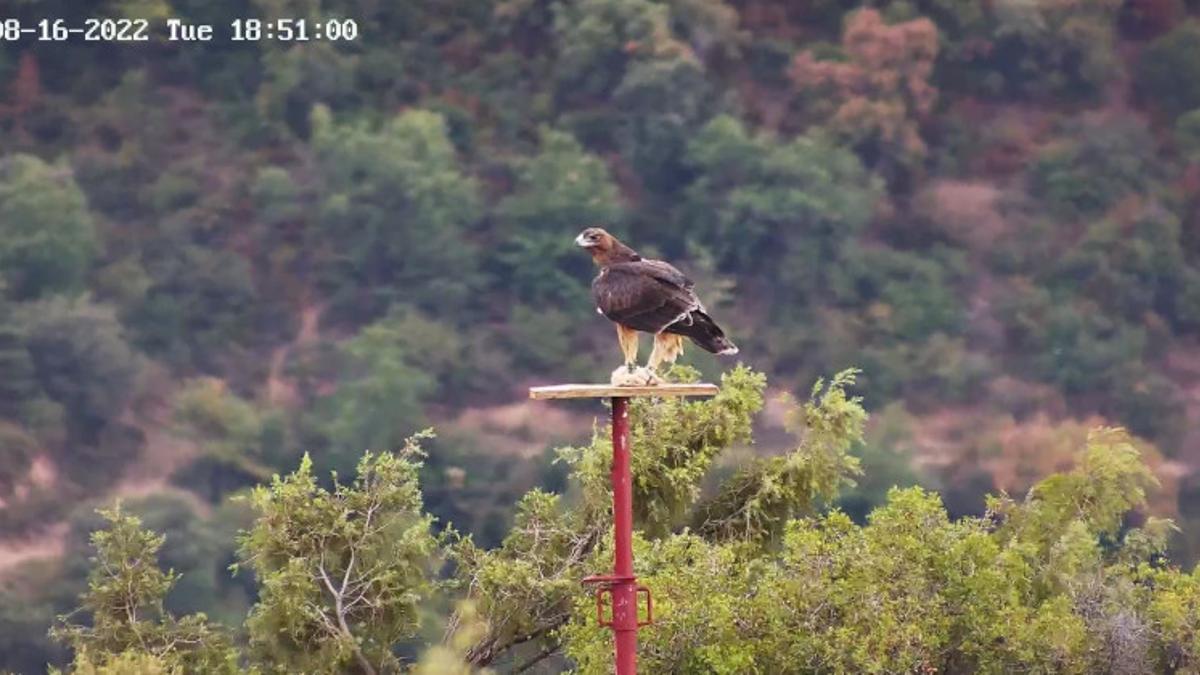 Un águila de Bonelli reposa sobre una plataforma de alimentación en la zona de la sierra de Guara (Huesca) donde ha sido liberada