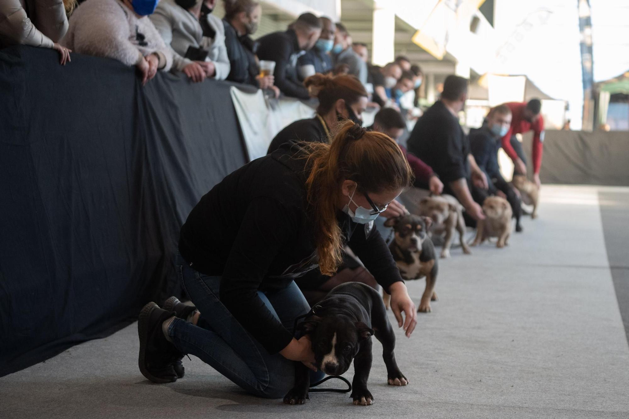 GALERÍA | Las mejores imágenes de perros