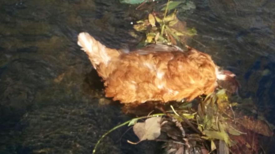 Apareixen més gallines decapitades a la llera de l´Onyar