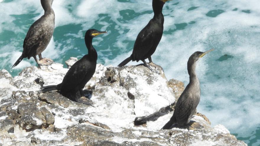 Galicia, un &quot;bastión&quot; para las aves marinas