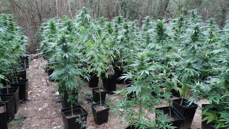 Algunes de les plantes confiscades pels Mossos.