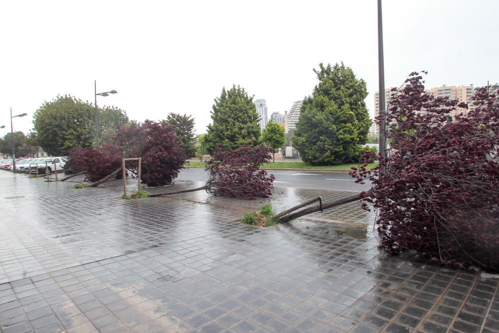 Árboles caídos en Monteolivete junto al Palau de les Arts.