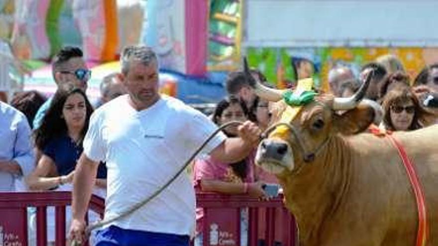 Armando Martínez, con una de sus vacas ganadoras.