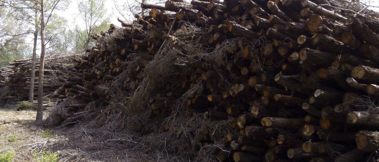 Troncos apilados en la sierra de Enguera tras las actuaciones de limpieza desplegadas en 2016. | PERALES IBORRA