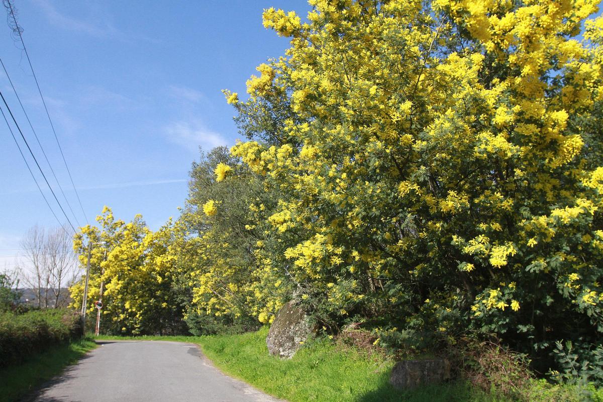 Varios arbustos de mimosas en flor en la zona del Polvorín.