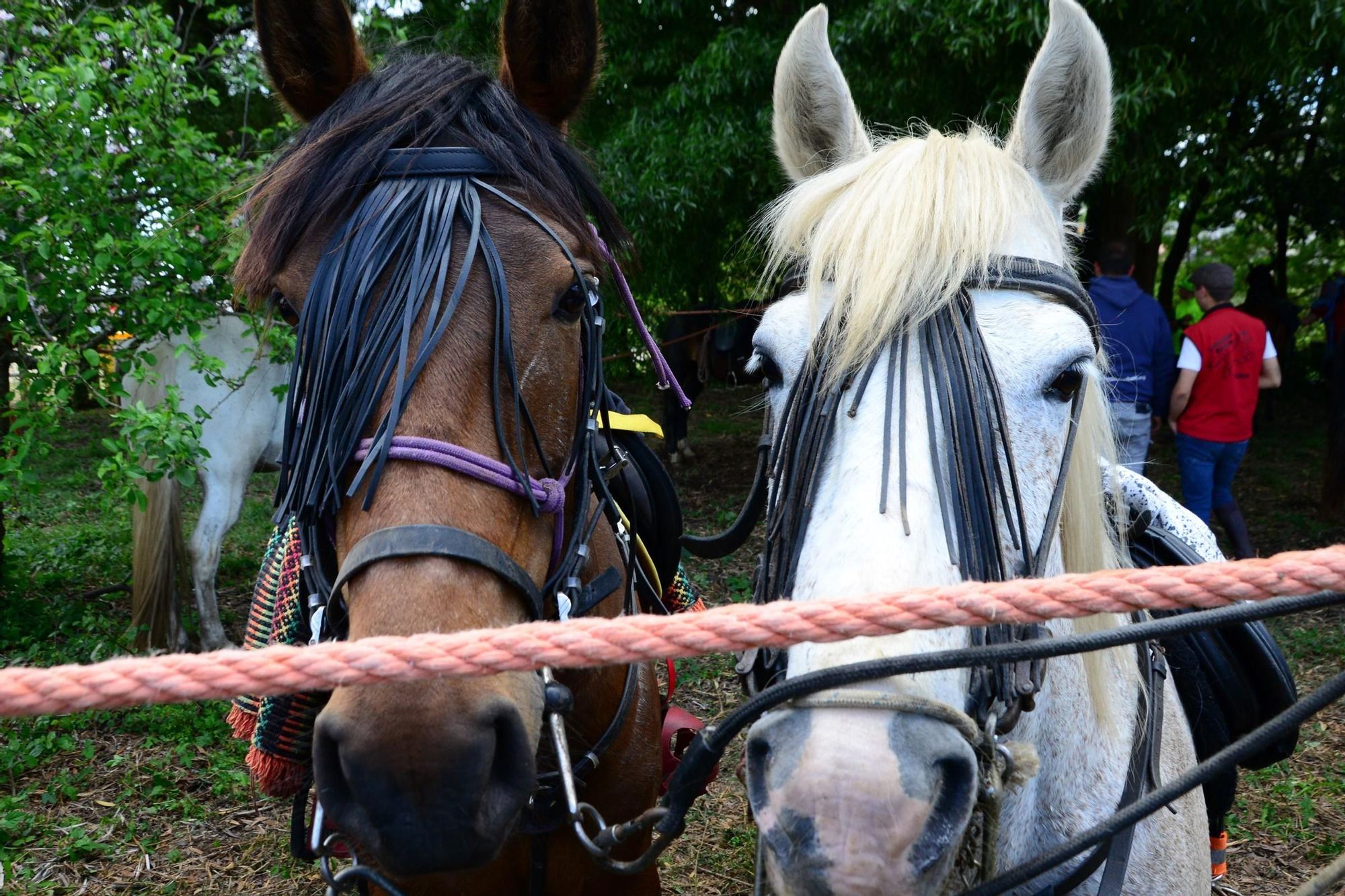 Más de 200 jinetes en la Xuntaza Cabalar de Moaña