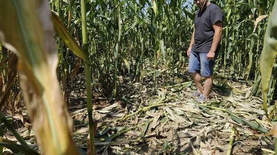 Daños del jabalí en una finca de San Fiz, el año pasado. // Bernabé/J.L.