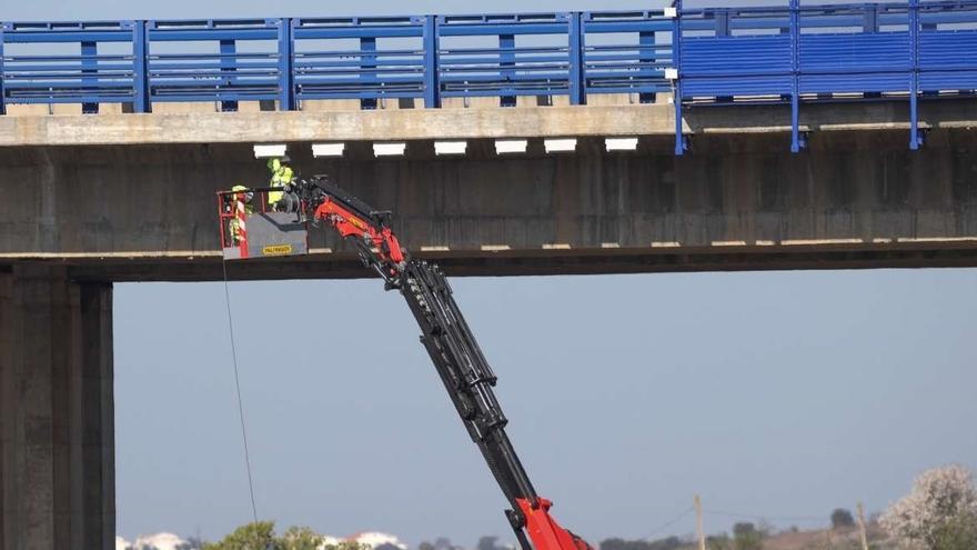 Instalan cajas nido de vencejo real en el puente de la A-5 a su paso por Mérida