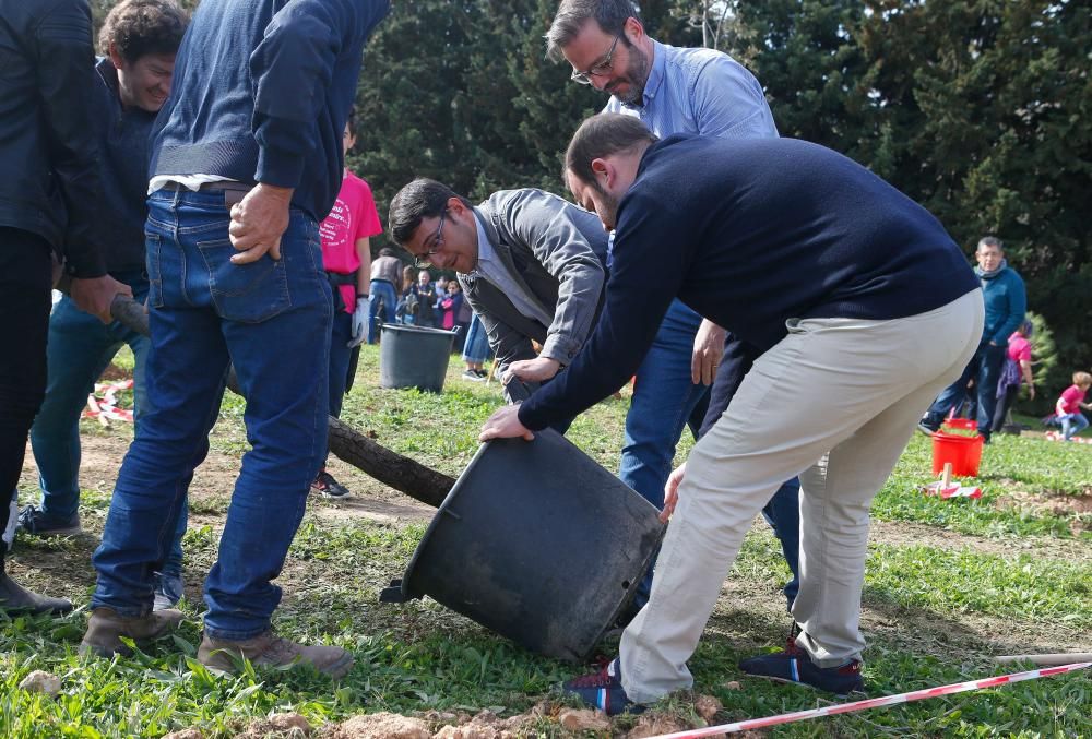 Los palmesanos siembran 300 árboles y plantas arbustivas en el parque de Sa Riera