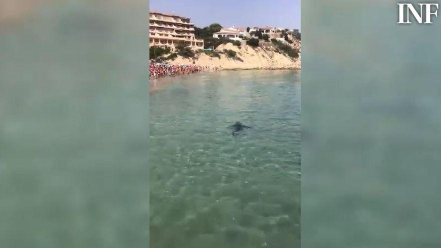 Detectada la presencia de una tintorera en una cala de Alicante