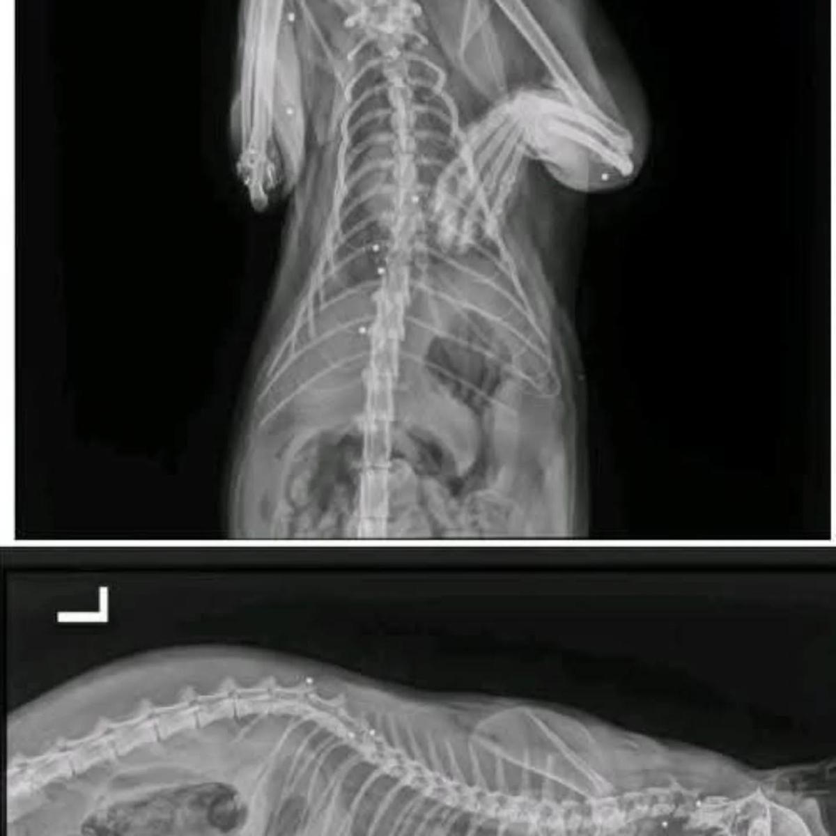 Imágenes de radiografías realizadas a Valentín, el gato que ha muerto en Plasencia por disparos.