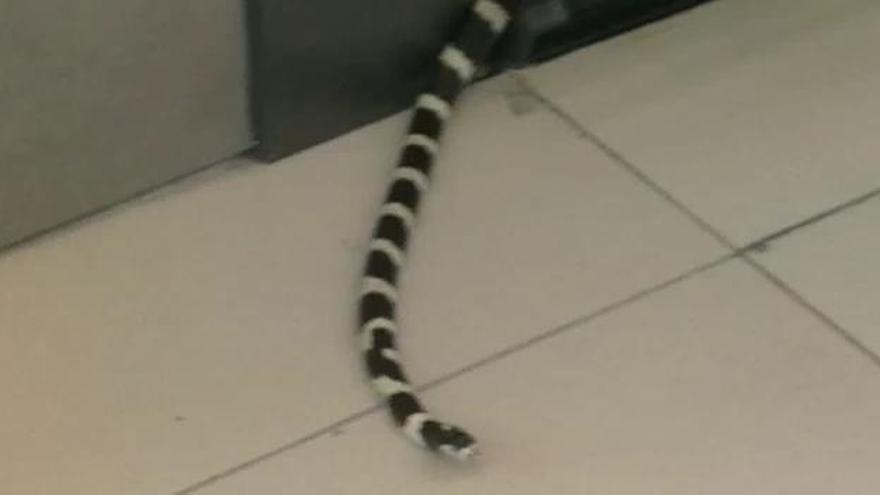 Una culebra se cuela en un supermercado de Gran Canaria