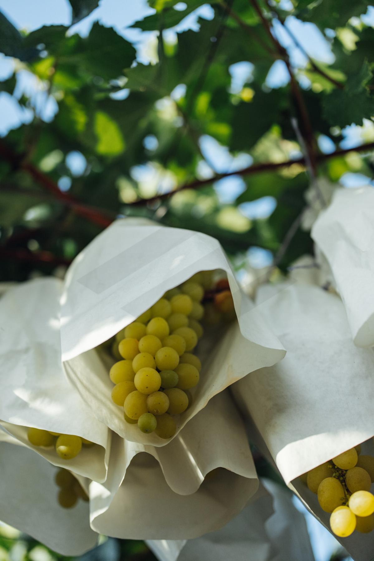 La principal característica que distingue a estas uvas es el empleo de la centenaria técnica de embolsado.