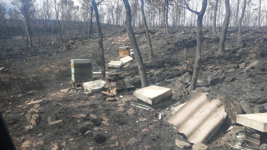 VÍDEO | Colmenas abrasadas por el incendio en Sierra de la Culebra